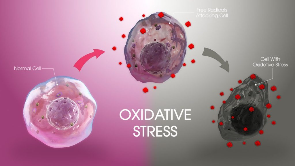 The Health Impact of Oxidative Stress on Organs
