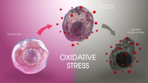 The Health Impact of Oxidative Stress on Organs